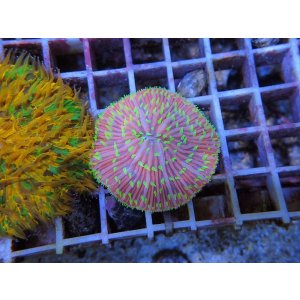 画像: 0321クサビライシSPカラー02