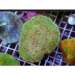 画像: 0321クサビライシSPカラー03