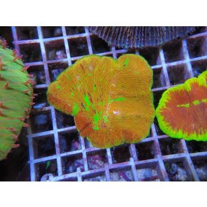 画像: 0321ワレクサビライシSPカラー01