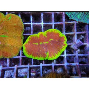 画像: 0321ワレクサビライシSPカラー02