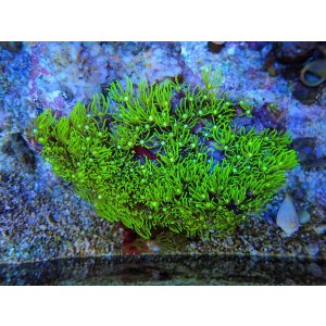 画像: 0321スターポリプメタリックグリーンM