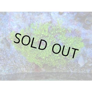 画像: 0321スターポリプメタリックグリーンM