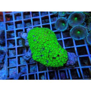 画像: 0321ムカシサンゴメタリックグリーン