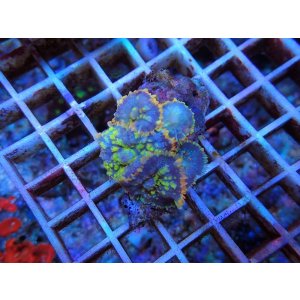 画像: 0321イソギンチャクモドキトリカラー