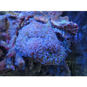 画像: 0321ナガレハナサンゴ茎グリーン