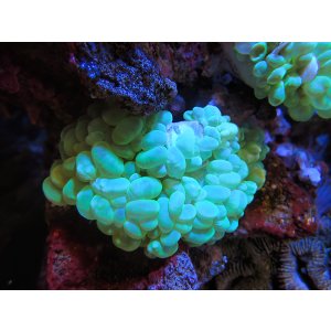 画像: 0321バブルコーラルメタリックグリーン01