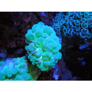 画像: 0321バブルコーラルメタリックグリーン02