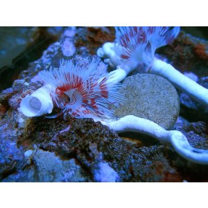 画像: 0321ハードチューブシモフリカラーS（複数有り）