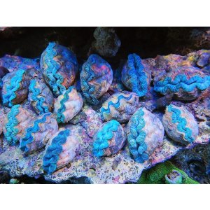 画像: 0321シャコガイ（ブリード）アイスブルー（複数有り）