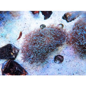 画像: 0328ブルームウミアザミ（ベトナム）ブルー01