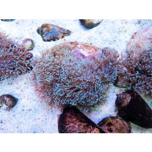 画像: 0328ブルームウミアザミ（ベトナム）ブルー02