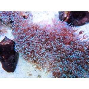 画像: 0328ブルームウミアザミ（ベトナム）ブルー03