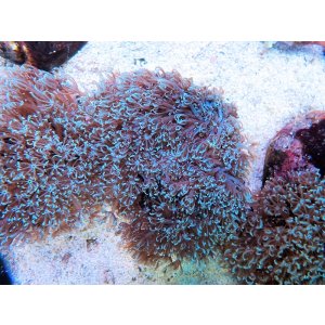 画像: 0328ブルームウミアザミ（ベトナム）ブルー04