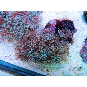 画像: 0328ブルームウミアザミ（ベトナム）ブルー05