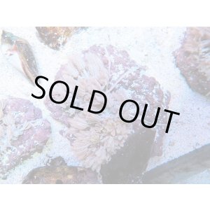 画像: 0328パクパクウミアザミ（沖縄）03