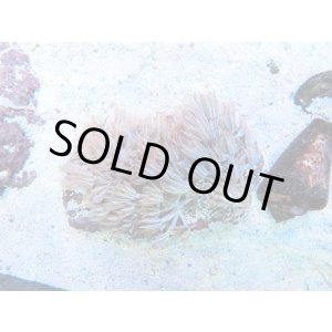 画像: 0328パクパクウミアザミ（沖縄）04