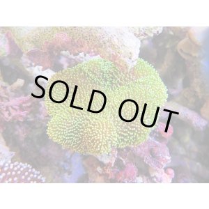 画像: 0328ウミキノコ（沖縄）メタリックグリーン01