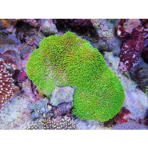 画像: 0328ウミキノコ（沖縄）メタリックグリーン02