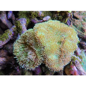 画像: 0328ウミキノコ（沖縄）グリーン2個付き