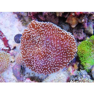 画像: 0328ウミキノコ（沖縄）M01