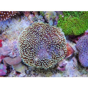 画像: 0328ウミキノコ（沖縄）M02