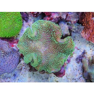 画像: 0328ウミキノコ（沖縄）M04