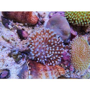 画像: 0328ウミキノコ（沖縄）S01