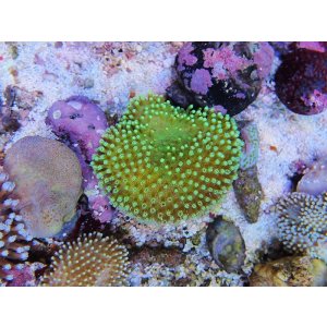 画像: 0328ウミキノコ（沖縄）S02