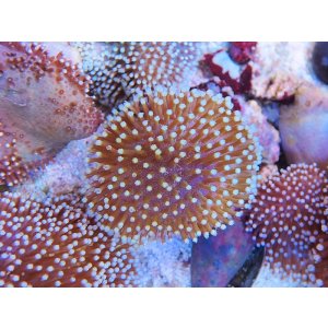 画像: 0328ウミキノコ（沖縄）S03