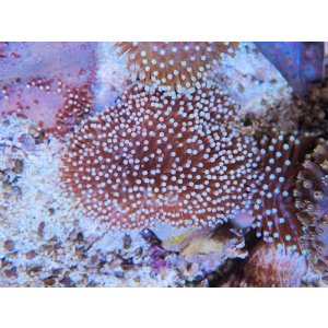 画像: 0328ウミキノコ（沖縄）S04