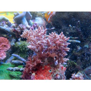 画像: 0328チヂミトサカ（沖縄）パープル02