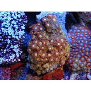 画像: 0328マメスナギンチャク（ベトナム）カラー01