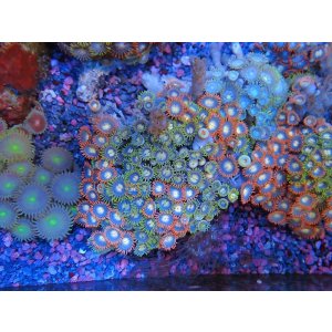 画像: 0328マメスナギンチャク（ベトナム）カラー02