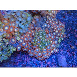 画像: 0328マメスナギンチャク（ベトナム）カラー04