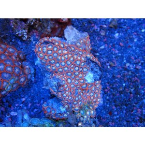 画像: 0328マメスナギンチャク（ベトナム）カラー05