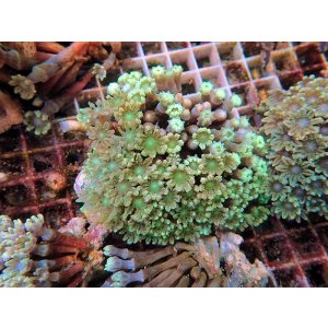 画像: 0328ツツウミヅタ（沖縄）グリーンM01