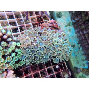 画像: 0328ツツウミヅタ（沖縄）グリーンM02