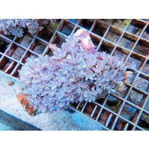 画像: 0328ツツウミヅタ（沖縄）ホワイトM01