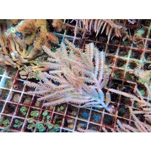 画像: 0328ピピンネイトシープラム（カリブ）01