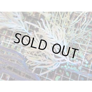 画像: 0328ピピンネイトシープラム（カリブ）02