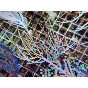 画像: 0328イエローシーウィップ（カリブ）01