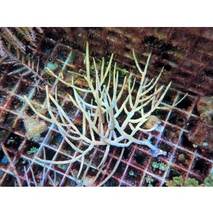 画像: 0328イエローシーウィップ（カリブ）02