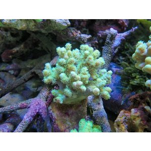 画像: 0328ナグラカタトサカ（沖縄）蛍光グリーンS01