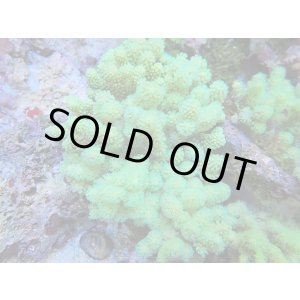 画像: 0328ナグラカタトサカ（沖縄）蛍光グリーンS02