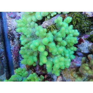 画像: 0328ナグラカタトサカ（沖縄）蛍光グリーンS03