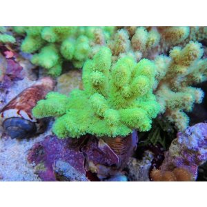 画像: 0328ナグラカタトサカ（沖縄）蛍光グリーンS04