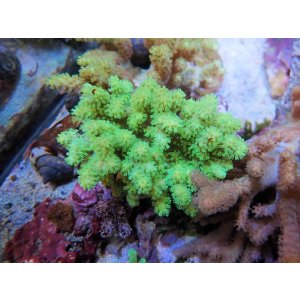 画像: 0328ナグラカタトサカ（沖縄）蛍光グリーンS05