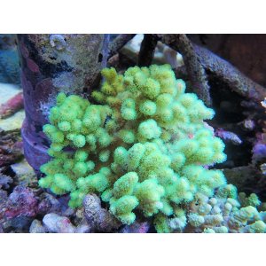 画像: 0328ナグラカタトサカ（沖縄）蛍光グリーンM01