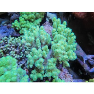 画像: 0328ナグラカタトサカ（沖縄）蛍光グリーンM02