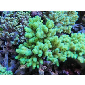 画像: 0328ナグラカタトサカ（沖縄）蛍光グリーンM03